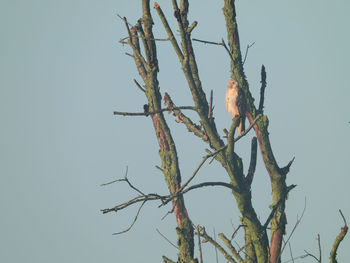 Low angle view of bare tree against clear sky