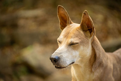 Close-up of dog