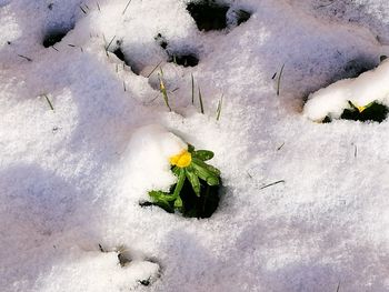 High angle view of flower plant in winter