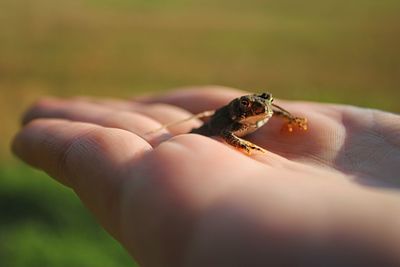 Close-up of hand holding leaf