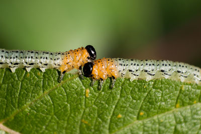 Close-up of insect on leaf