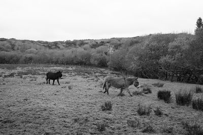 Sheep grazing on field