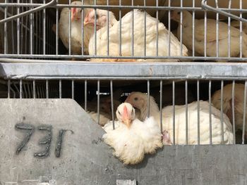 View of birds in cage