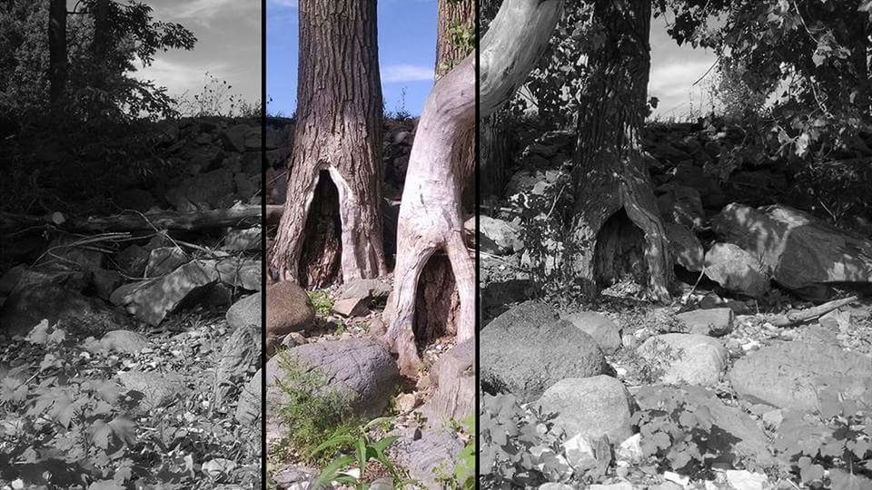 VIEW OF TREES ON LANDSCAPE