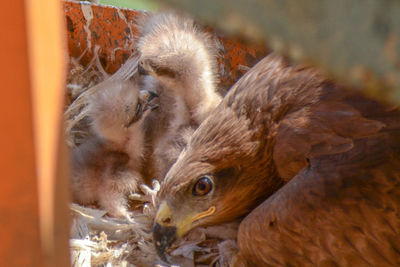 Close-up of sheep