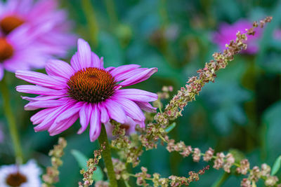 Close-up of pink flower
