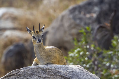 Portrait of deer on rock
