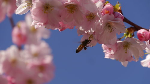 Close up of flying bee at pink cherry tree blossoms against blue sky 