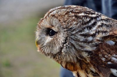 Close-up portrait of owl