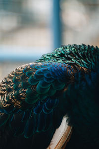 Close-up of peacock feathers