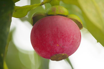 Close-up of strawberry growing on tree