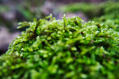 Close-up of moss growing on tree