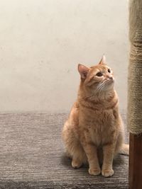 Cat sitting on table at home