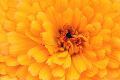 Full frame shot of yellow flower