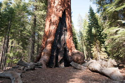 Trees in forest