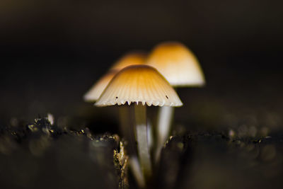 Close-up of mushroom growing on field