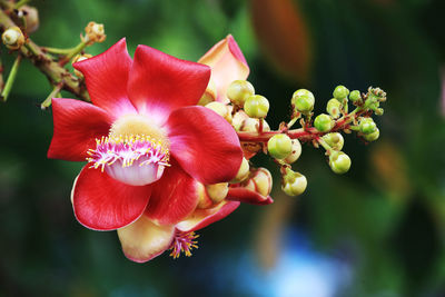 Close-up of red flowering plant