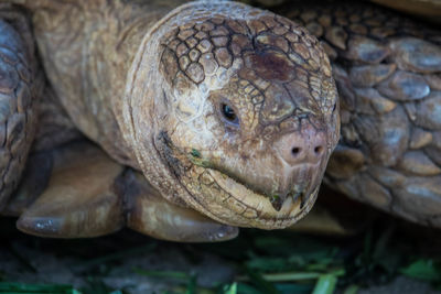 Close-up of a turtle