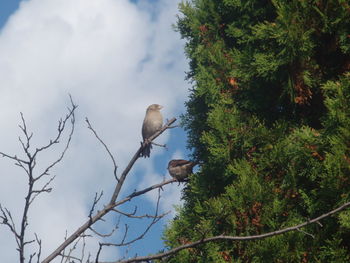 Low angle view of birds perching on branch