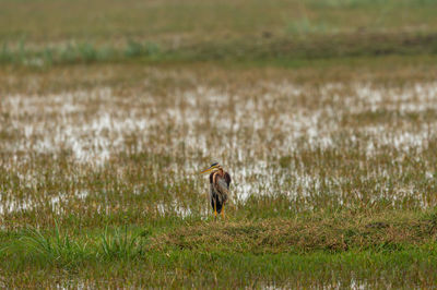 View of a bird on field