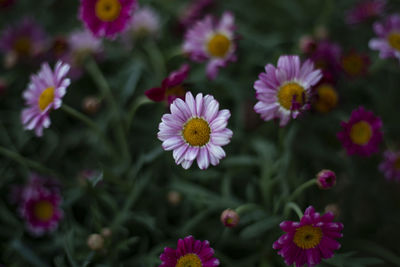 Close-up of pink flowering plants