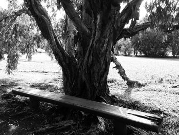 Bare trees against sky