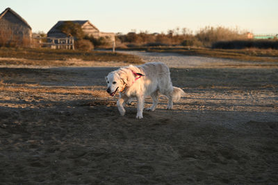 Dog running on field