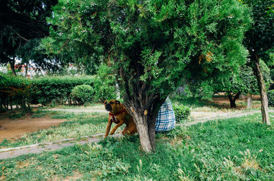 View of a horse standing on grass