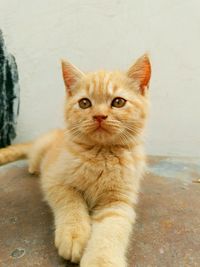 Close-up portrait of tabby cat