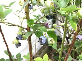 Close-up of fruits growing on tree