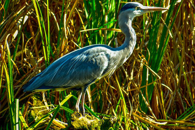 View of a bird on grass