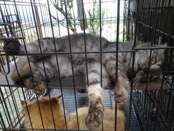 Cat in cage at zoo