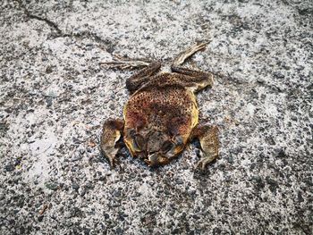 High angle view of insect on field