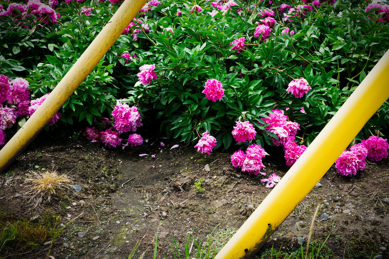 CLOSE-UP OF PINK FLOWERING PLANTS