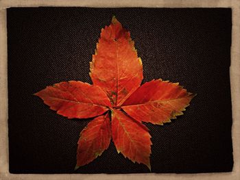 Close-up of red maple leaves against black background