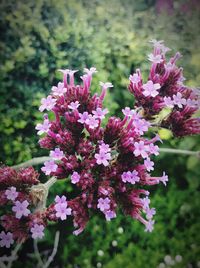 Close-up high angle view of pink flowers