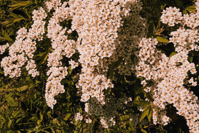 Close-up of white flowering plant