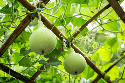 Close-up of fruits growing on tree