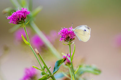 Close-up of butterfly on pink flower