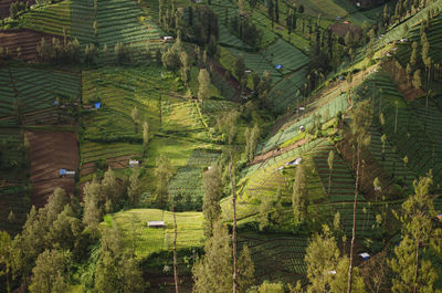 High angle view of agricultural field