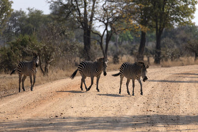 View of zebra walking