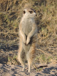 Close-up of lion standing on field