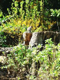 View of a tree in the forest