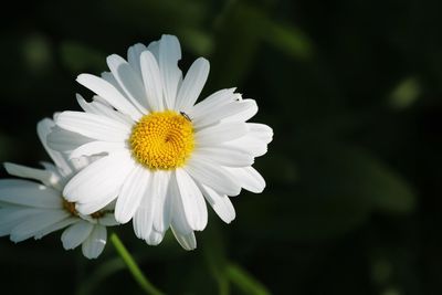 Close-up of white daisy flower