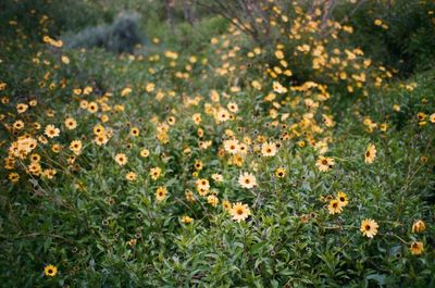 High angle view of flowering plants on field