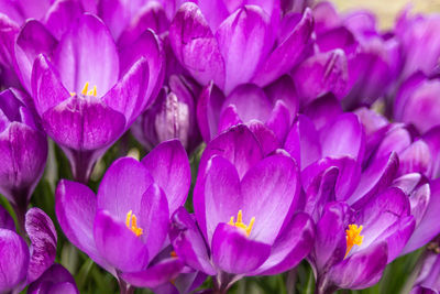 Close-up of pink crocus flowers