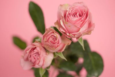 Close-up of pink rose against gray background