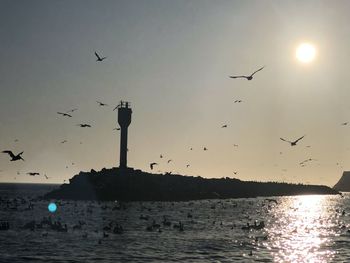 Birds flying in the sky