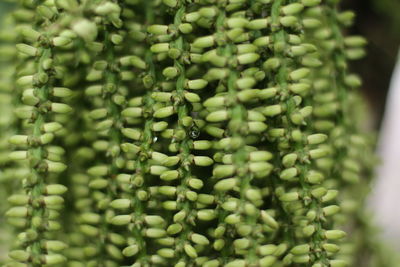 Close-up of fresh green leaves