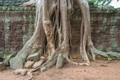 View of old tree trunk